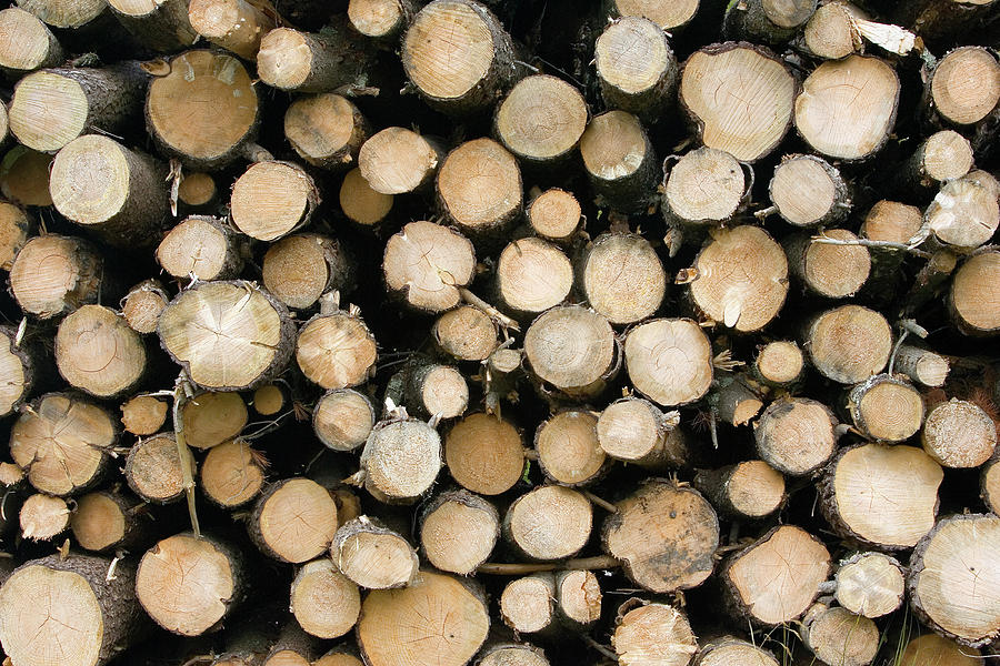 Pile Of Logs Photograph by John Devries/science Photo Library | Pixels