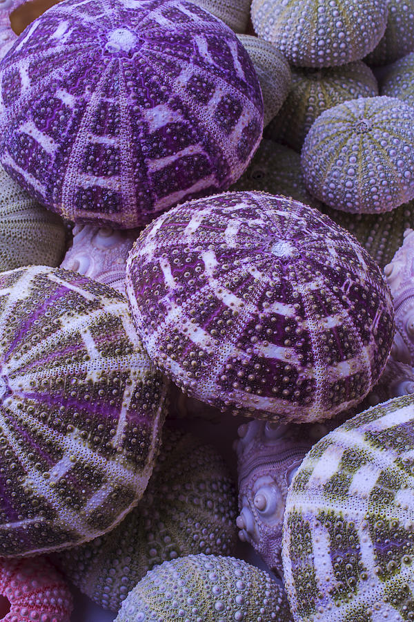 Pile Of Sea Urchins Photograph by Garry Gay