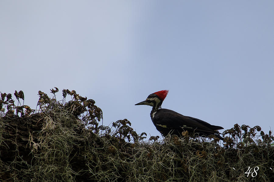 Pileated Photograph by Brian Manley