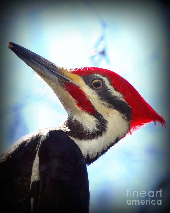 Woodpecker Photograph - Pileated Close Up by Crystal Joy Photography