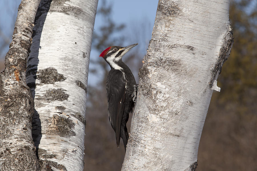 Pileated Photograph by Eunice Gibb