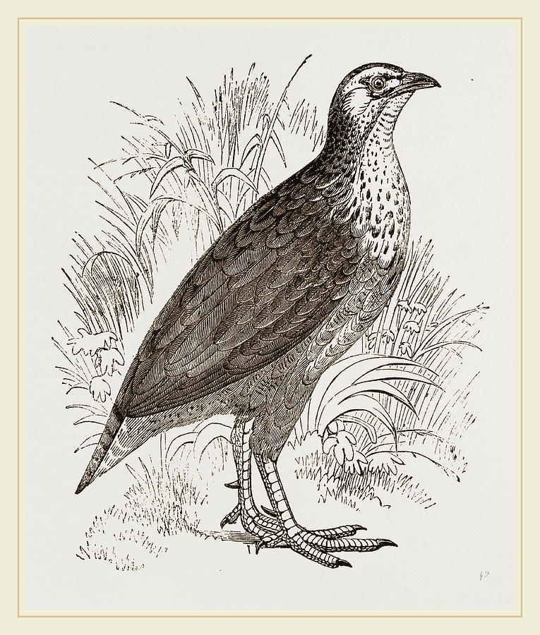 Pileated Francolin Drawing by Litz Collection - Fine Art America