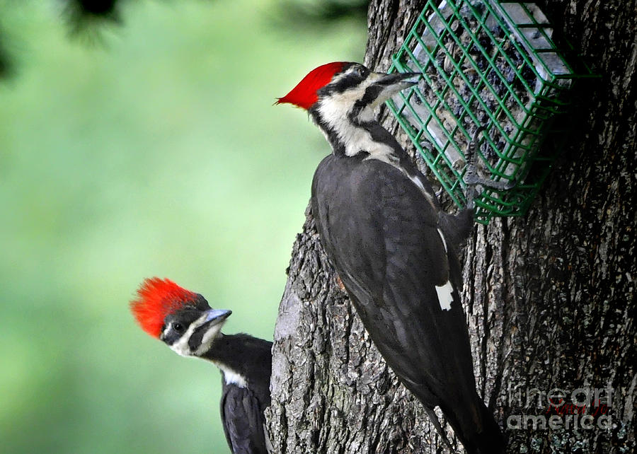 Pileated Mom and Jr Photograph by Nava Thompson