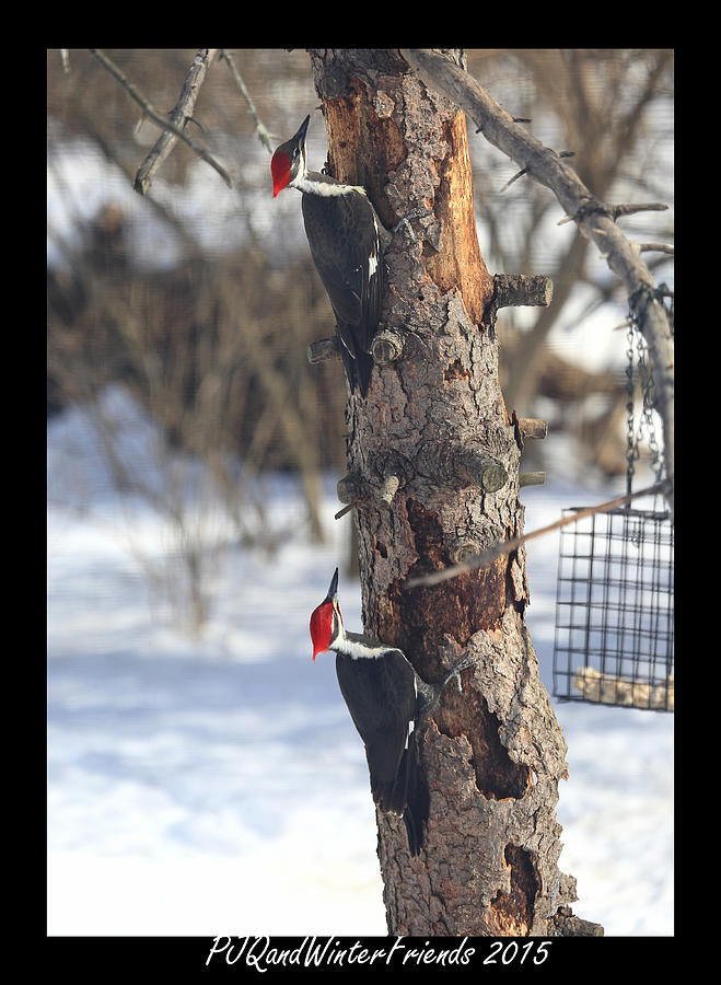 Pileated Pair Photograph by PJQandFriends Photography