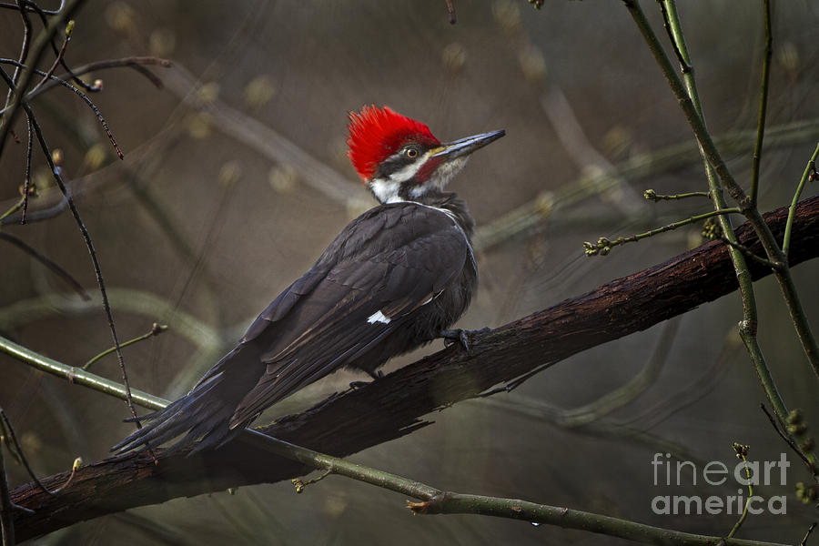 Pileated Wood Pecker Photograph by Ronald Lutz