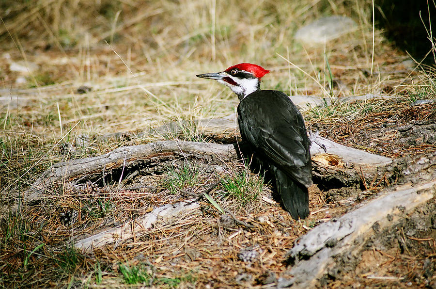 Pileated Woodpecker Forest Floor Photograph by Roxy Hurtubise