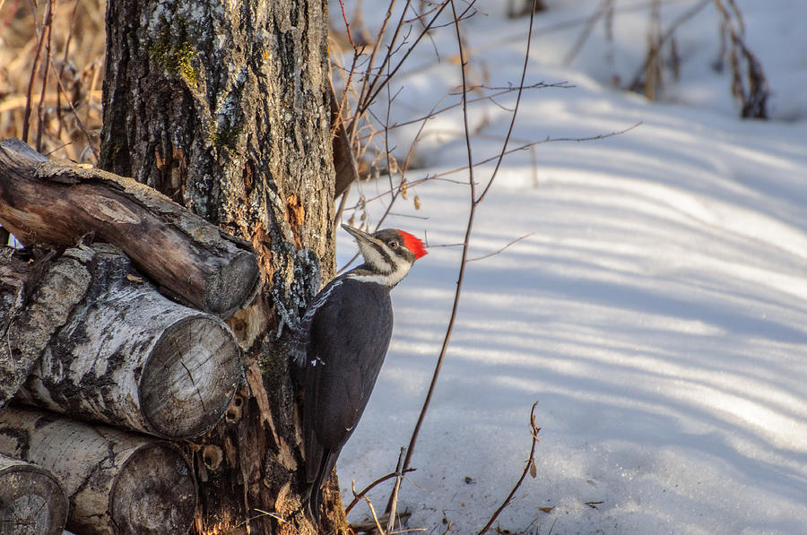 Pileated Woodpecker Winter Photograph by Roxy Hurtubise