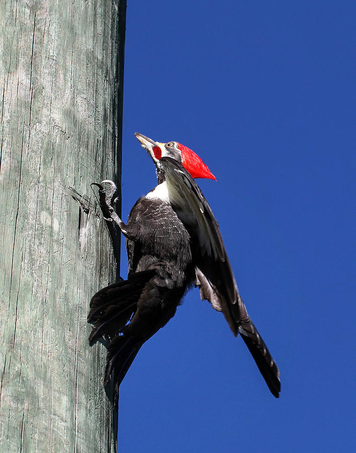 Bird Photograph - Pileated Woodpecker 3 by Joan Robinson