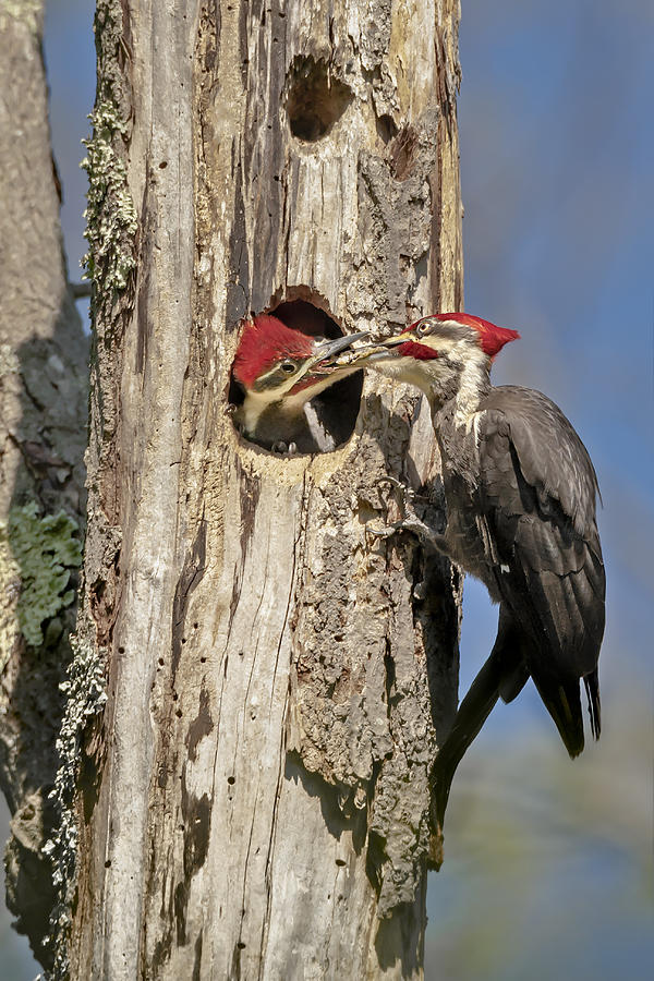Pileated Woodpecker and Chick Photograph by Susan Candelario