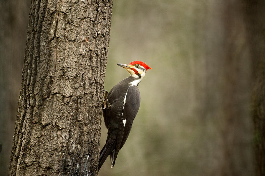 Woodpecker Photograph - Pileated Woodpecker at Dusk by Douglas Barnett