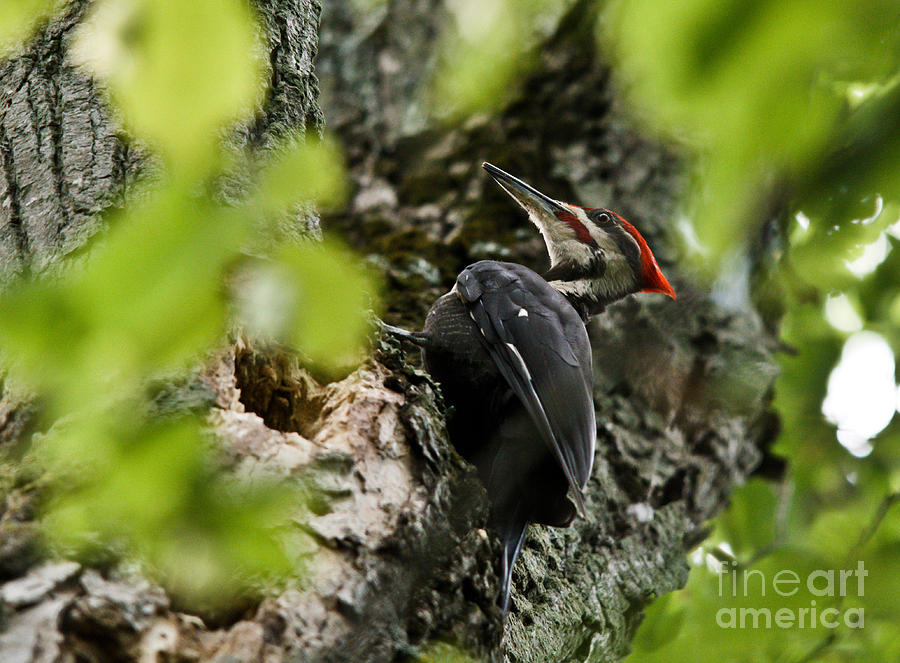 Pileated Woodpecker Photograph by Cheryl Baxter