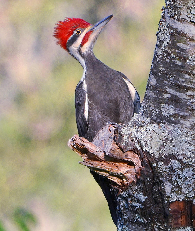 Pileated Woodpecker Photograph by Deena Stoddard