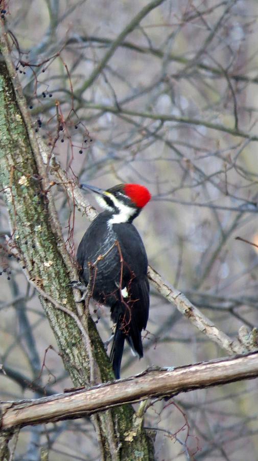 Bird Photograph - Pileated Woodpecker by Diane Mitchell
