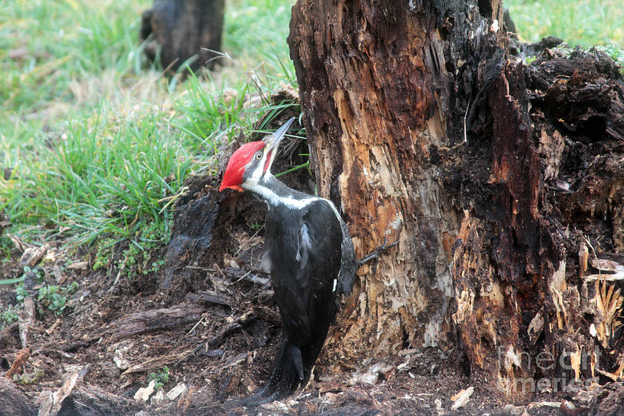 Pileated Woodpecker Photograph by Dwight Cook