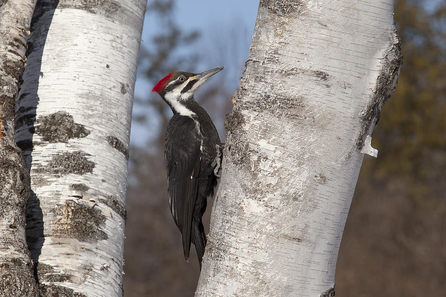 Pileated Woodpecker Photograph by Eunice Gibb