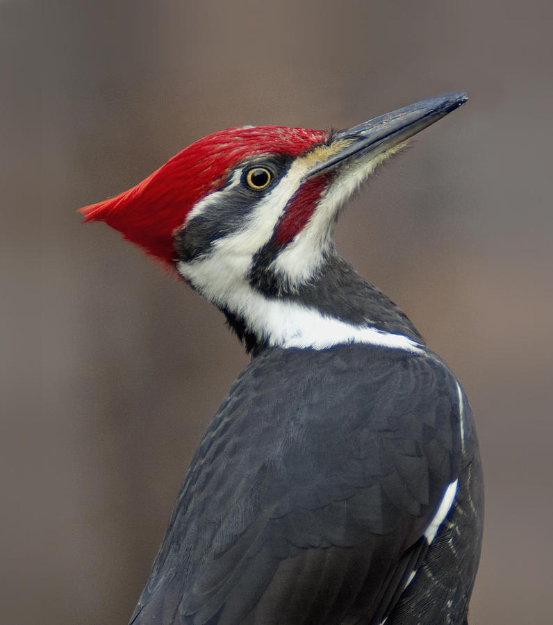 Pileated Woodpecker head and shoulders Photograph by Jack Nevitt