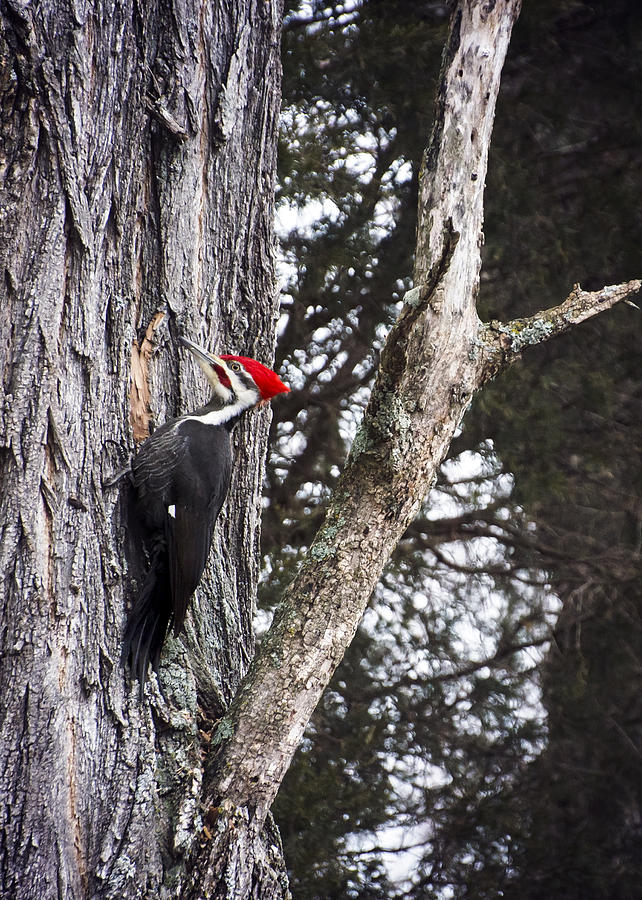 Woodpecker Photograph - Pileated Woodpecker  by Heather Applegate