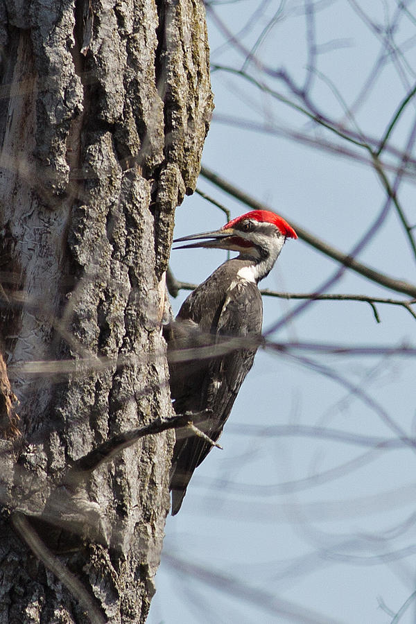 Pileated Woodpecker in Necedah Wildlife Refuge Photograph by Natural Focal Point Photography