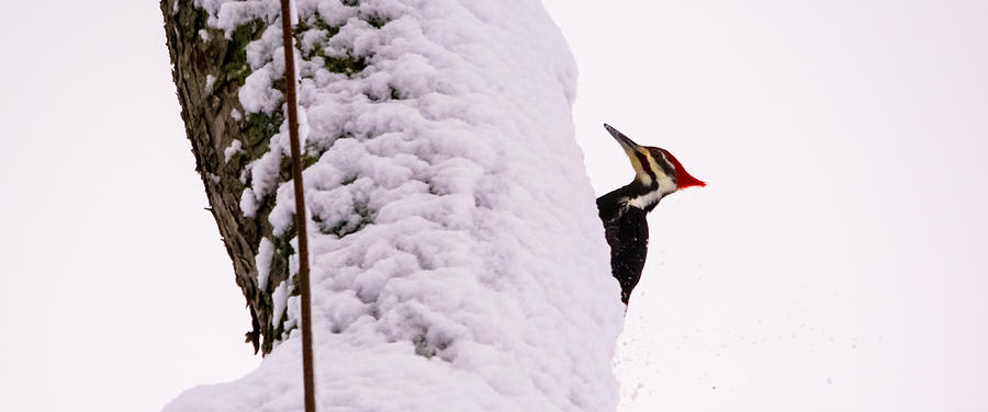 Pileated Woodpecker in the Snow Photograph by Holden The Moment