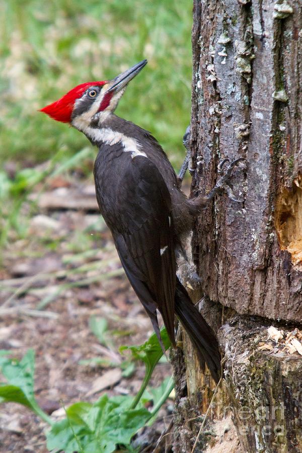 Pileated Woodpecker in the Spring Photograph by John Harmon