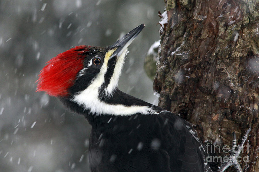 Pileated Woodpecker Photograph by Inge Riis McDonald