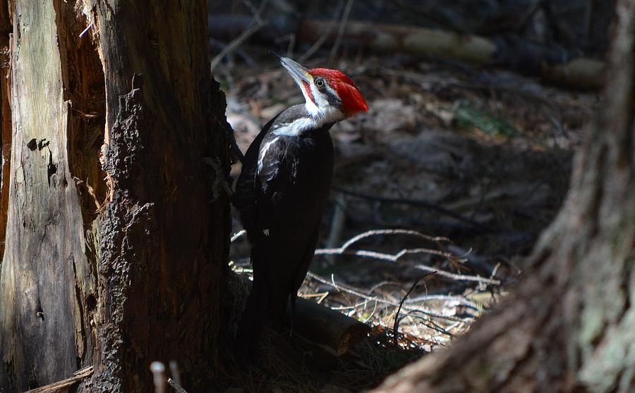 Pileated Woodpecker Photograph by James Petersen