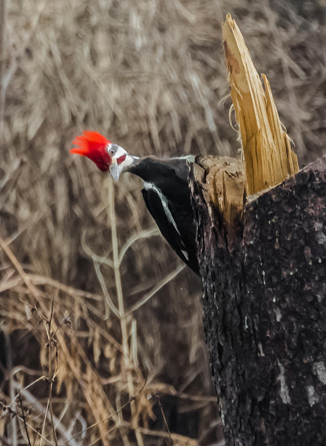 Pileated Woodpecker   Photograph by Holden The Moment