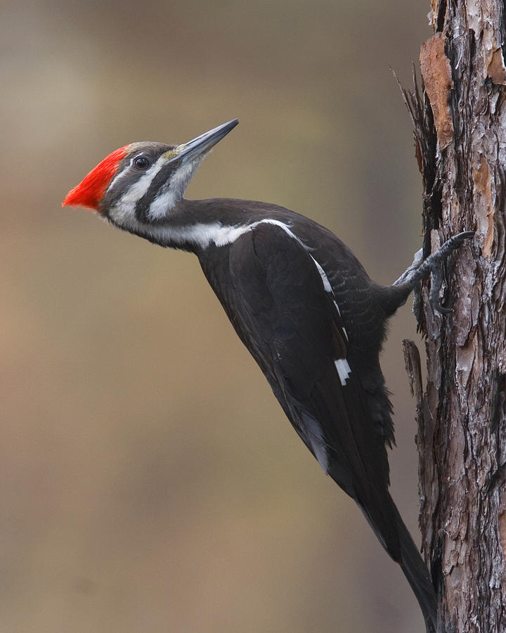 Pileated Woodpecker Photograph by Jim E Johnson