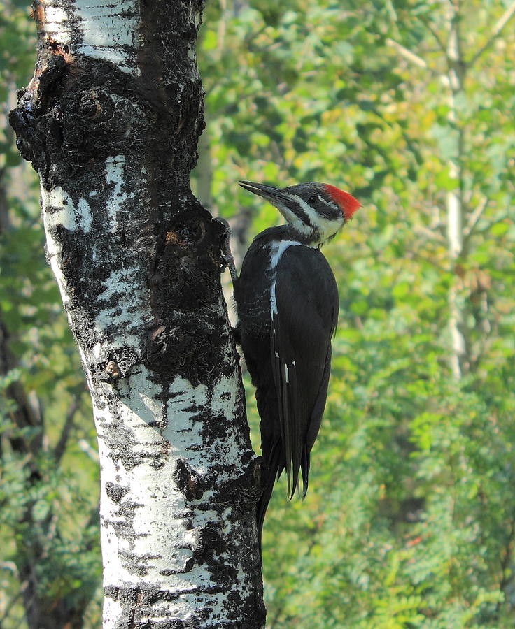 Pileated Woodpecker Photograph by Jim Sauchyn