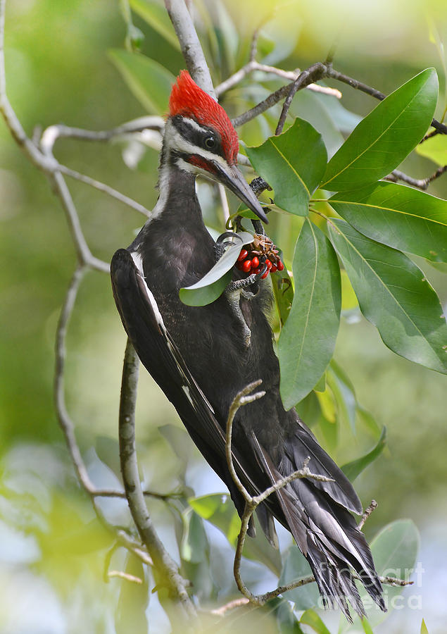 Pileated Woodpecker Photograph by Kathy Baccari