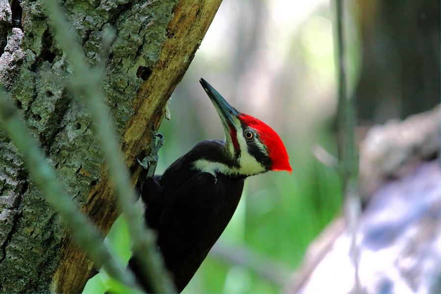 Pileated Woodpecker Photograph by Larry Trupp