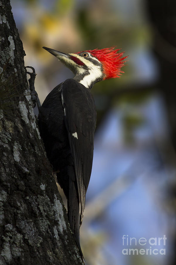 Pileated Woodpecker Photograph by Meg Rousher