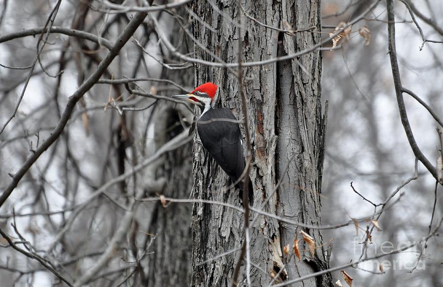 Pileated Woodpecker on Hickory Tree Photograph by Maureen Cavanaugh Berry