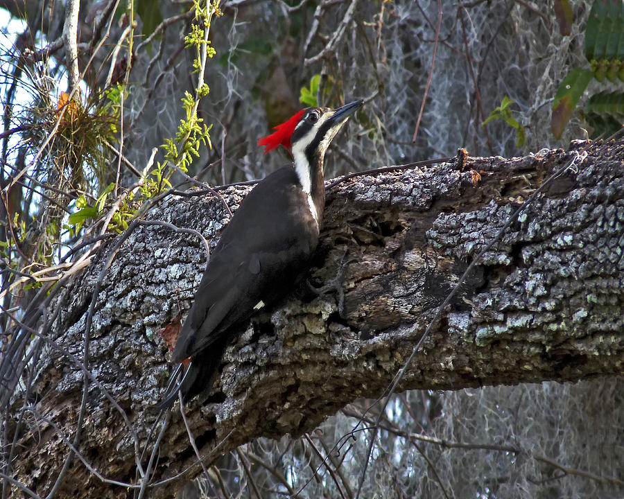 Pileated Woodpecker On Oak.   Photograph by Chris  Kusik