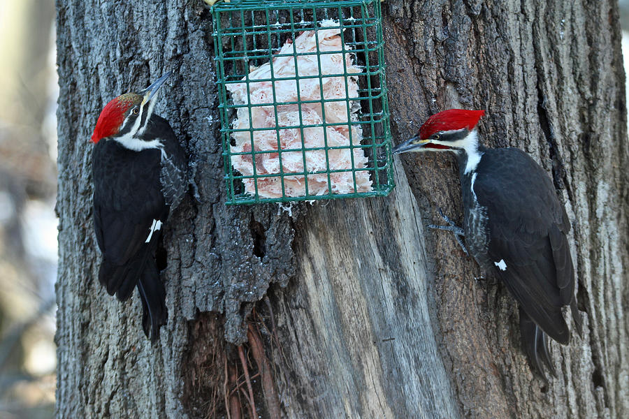 Pileated Woodpecker - Pair - Dryocopus pileatus  Photograph by Carol Senske