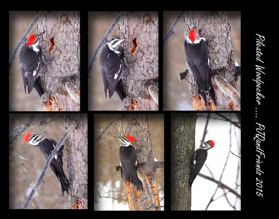 Pileated Woodpecker Photograph by PJQandFriends Photography