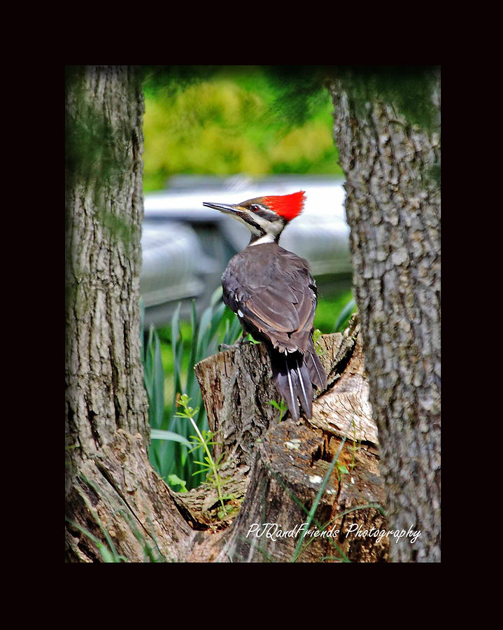 Pileated Woodpecker #3 Photograph by PJQandFriends Photography