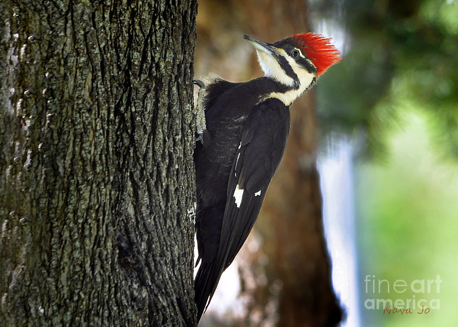 Pileated Woodpecker Posing Photograph by Nava Thompson