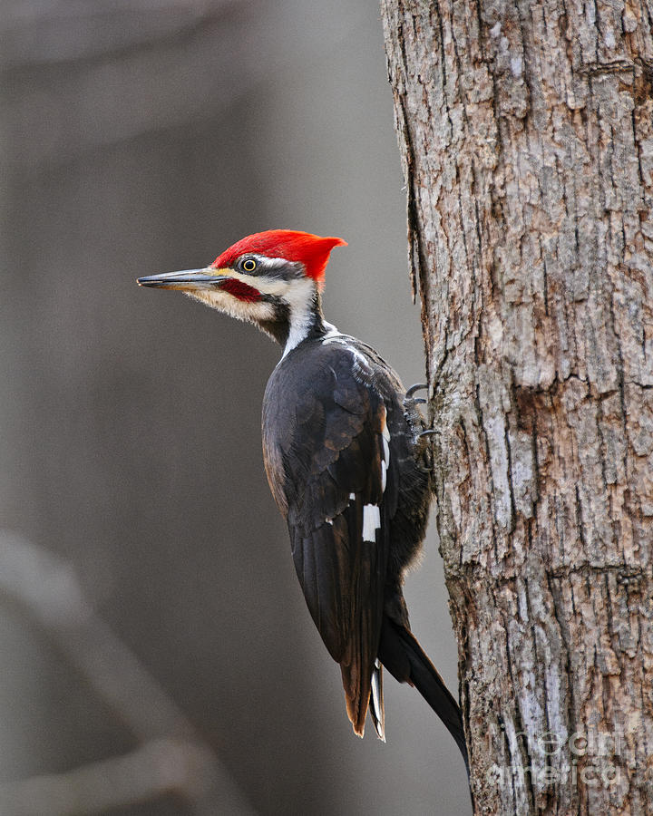Woodpecker Photograph - Pileated Woodpecker Profile by Timothy Flanigan