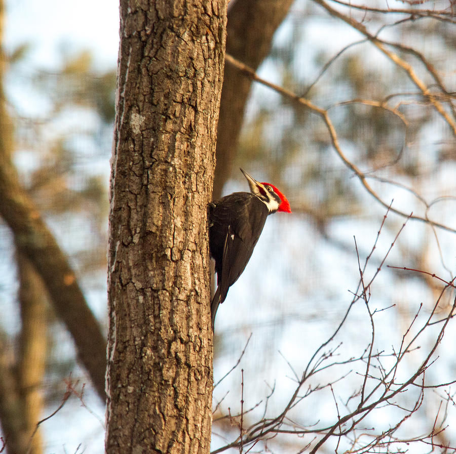 Feather Photograph - Pileated Woodpecker Resting by Douglas Barnett