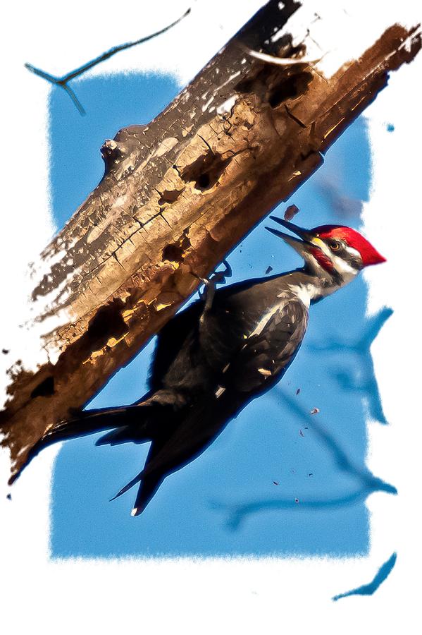 Pileated Woodpecker Photograph by Robert L Jackson