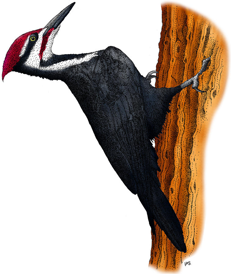 Pileated Woodpecker Photograph by Roger Hall