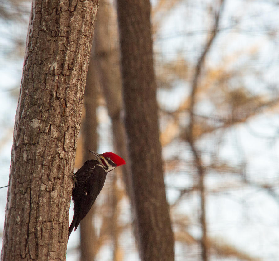Feather Photograph - Pileated Woodpecker Searching for Food by Douglas Barnett