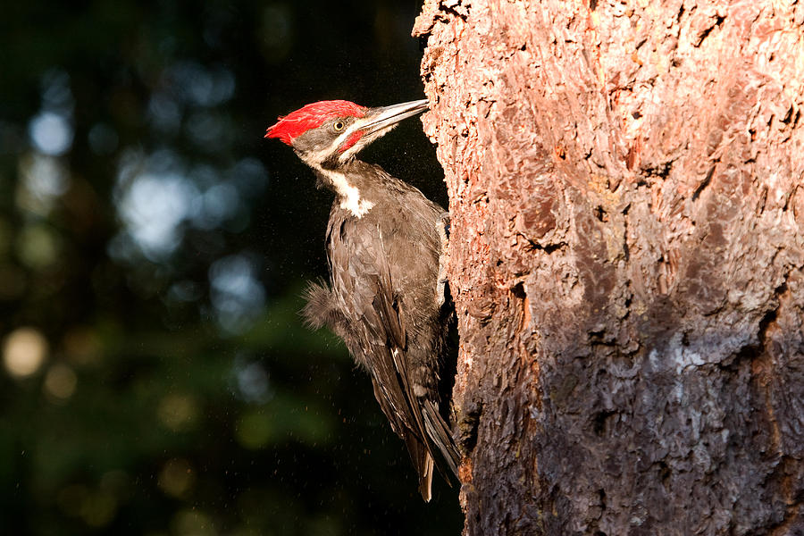 PIleated Woodpecker Snack Time Photograph by Peggy Collins
