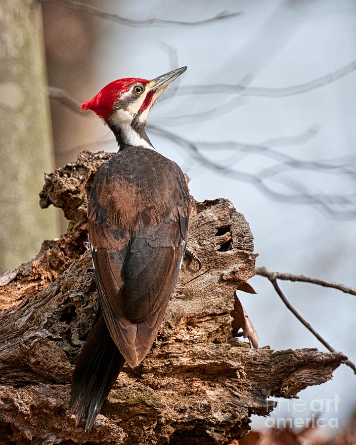 Pileated Woodpecker on Stump Photograph by Timothy Flanigan - Fine Art ...