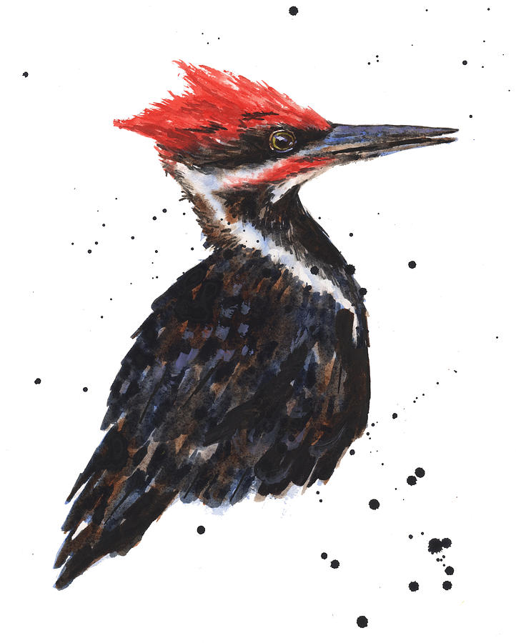 Bird Painting - Pileated Woodpecker Watercolor by Alison Fennell