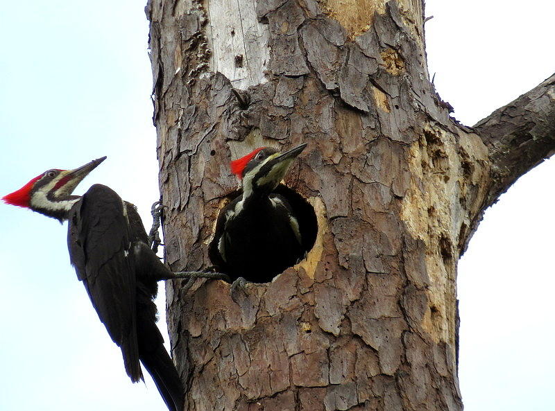 Pileated Woodpeckers Photograph by Betty Berard - Fine Art America