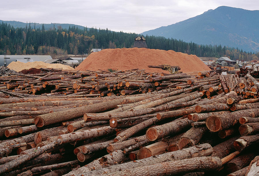 Sawmill Photograph - Piles Of Logs And Sawdust At A Sawmill by David Nunuk/science Photo Library