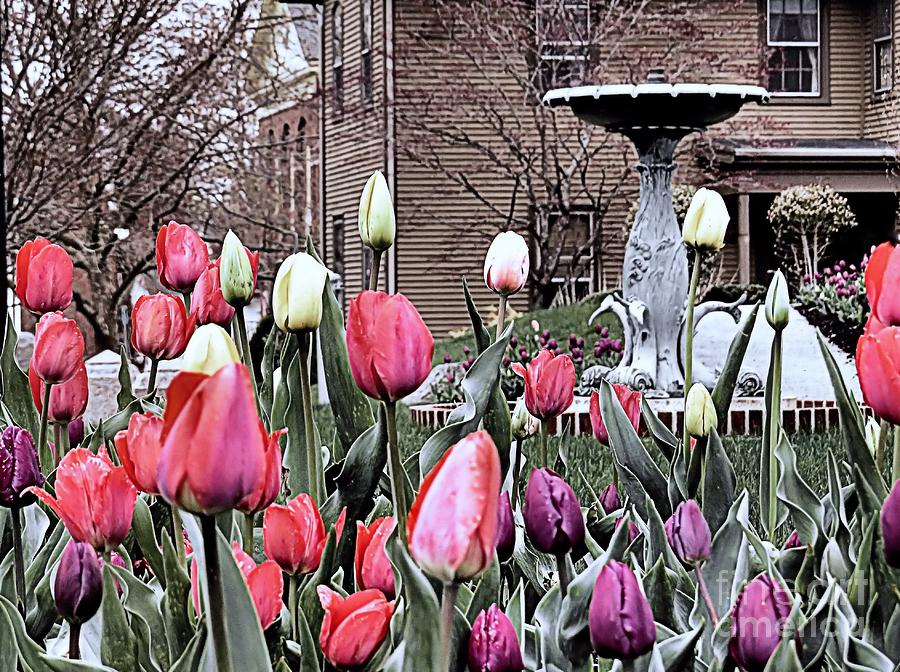 Pilgrim Hall Museum Tulip Gardens Photograph by Janice Drew
