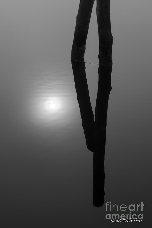 Nature Photograph - Pilings and Sun Reflections by David Gordon